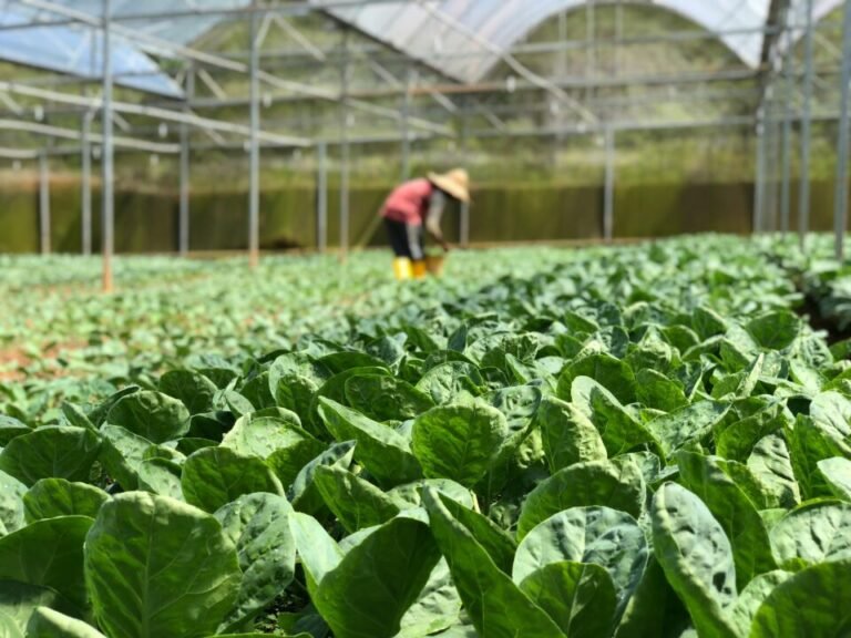Inteligência Artificial no Agronegócio: Como o ‘WhatsApp da Lavoura’ revoluciona o setor