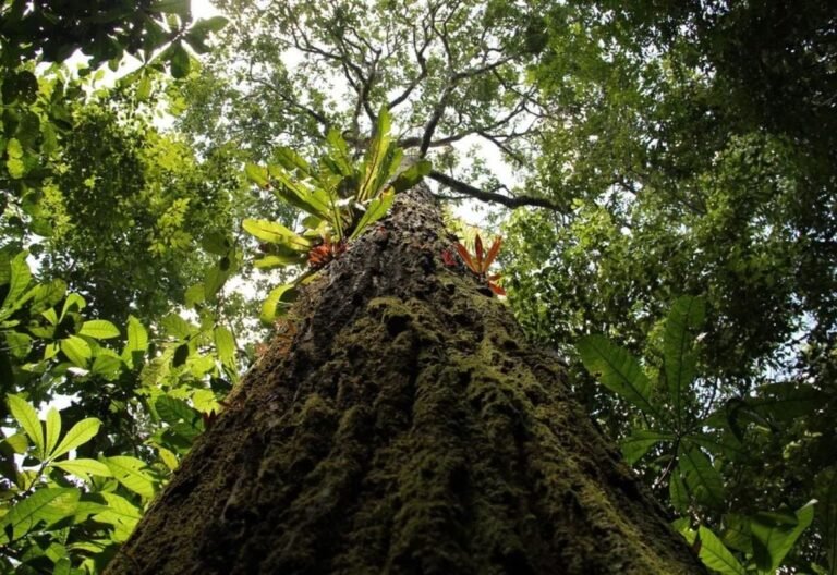 Revolução no Mapeamento Florestal com IA e Drones na Amazônia