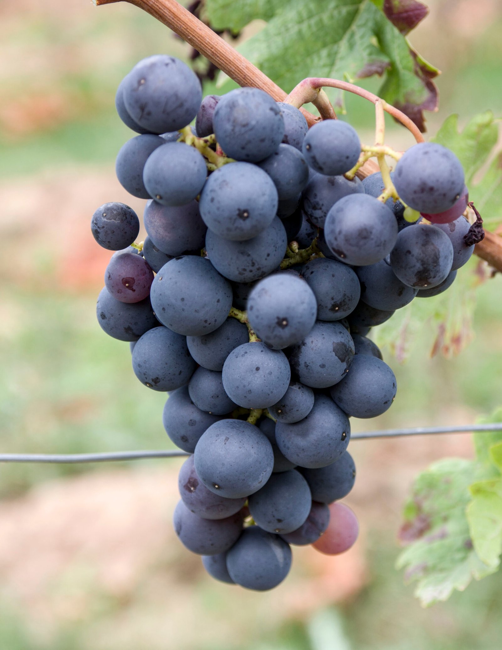 Água de Uva: o Segredo Natural para Hidratação e Beleza da Pele