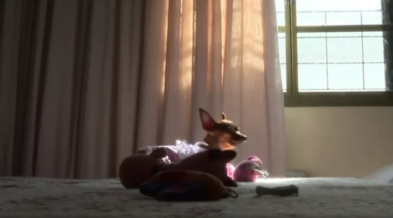 Pinscher de Araraquara conquista redes sociais por seu temperamento intenso